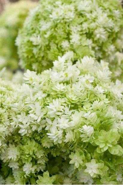 Гортензія деревовидна ’Хайєс Старберст’|Hydrangea arborescens ’Hayes Starburst’|Гортензия древовидная ’Хайес Старберст’